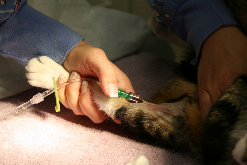 Cat with Anesthesia